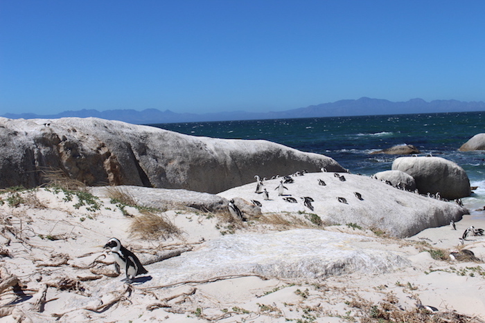 boulders beach south africa